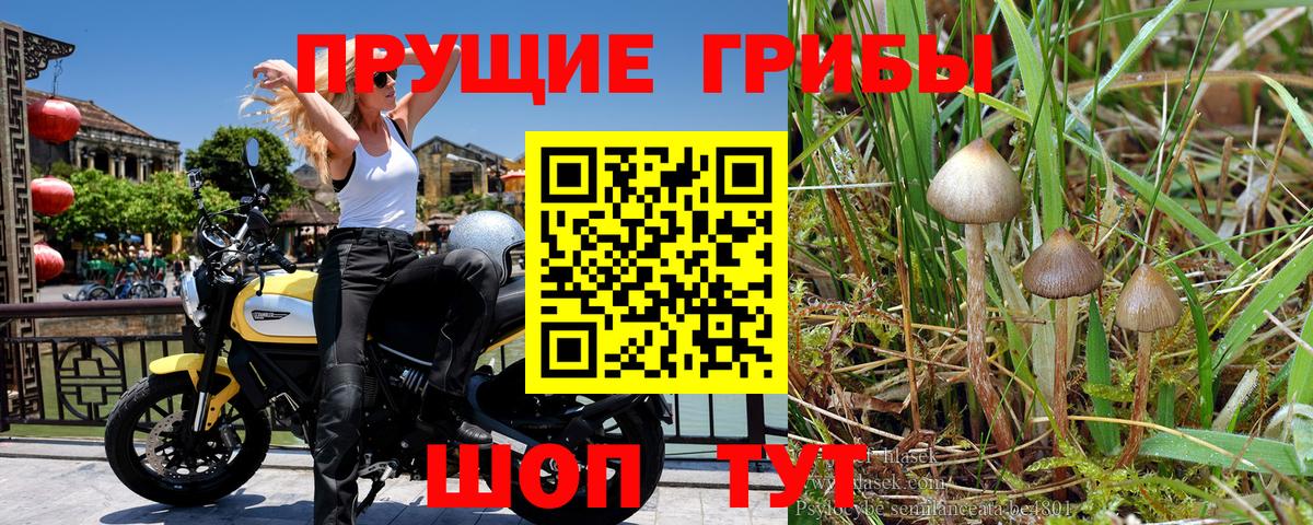 Псилоцибиновые грибы Psilocybe  Галлюциногенные грибы ЛСД  Всеволожск  Вход с VPN 